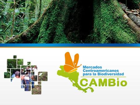 ANTECEDENTES del proyecto ANTECEDENTES El proyecto CAMBio surge como una necesidad de apoyo para priorizar los temas de conservación y uso sostenible.