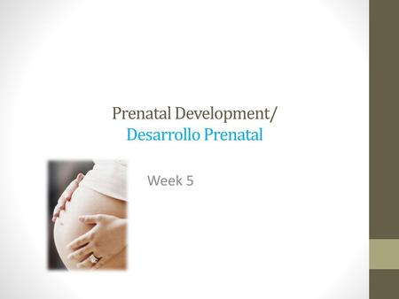 Prenatal Development/ Desarrollo Prenatal