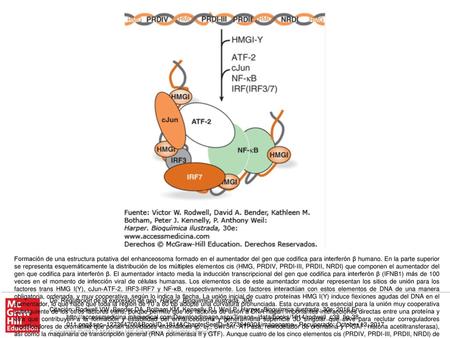 Formación de una estructura putativa del enhanceosoma formado en el aumentador del gen que codifica para interferón β humano. En la parte superior se representa.