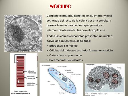 NÚCLEO Contiene el material genético en su interior y está separado del resto de la célula por una envoltura porosa, la envoltura nuclear que permite el.