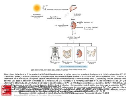 Metabolismo de la vitamina D