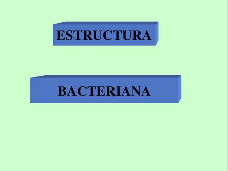 Tamaño bacterias : um de ancho, mas de 50 um de diámetro Composición química de la MC: Bicapa lipídica.- fosfolipidos con regiones hidrofobicas.