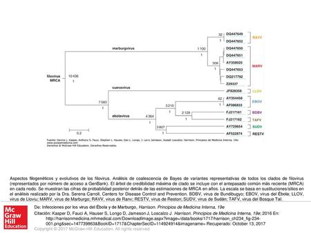 Aspectos filogenéticos y evolutivos de los filovirus