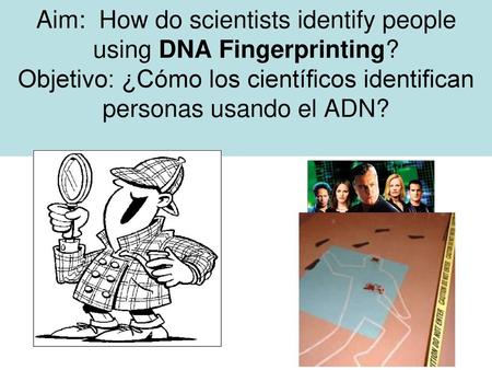 Aim: How do scientists identify people using DNA Fingerprinting