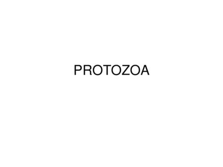 PROTOZOA.