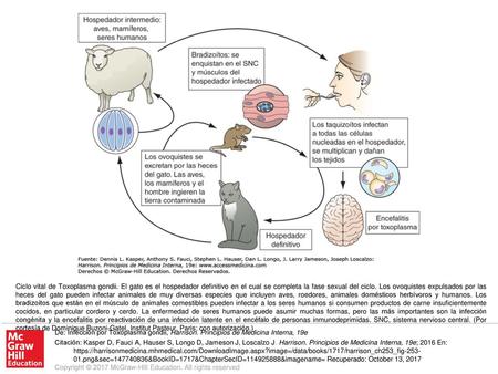 Ciclo vital de Toxoplasma gondii