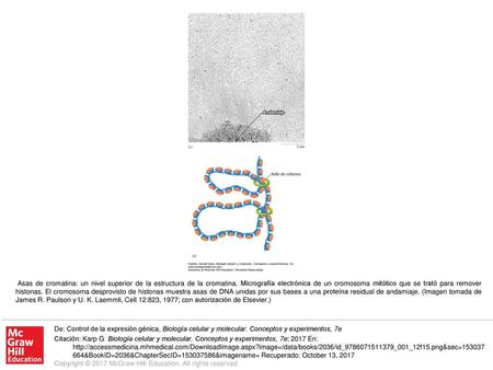 Asas de cromatina: un nivel superior de la estructura de la cromatina