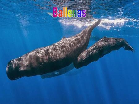 Ballenas.