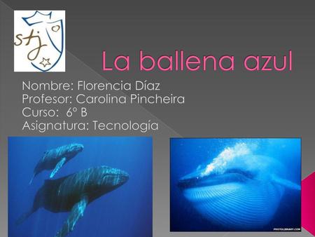 La ballena azul Nombre: Florencia Díaz Profesor: Carolina Pincheira