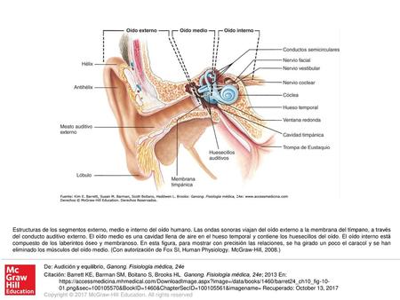 Estructuras de los segmentos externo, medio e interno del oído humano