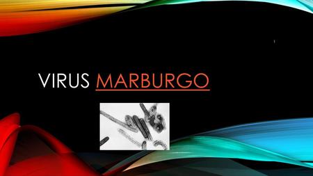 Virus marburgo.