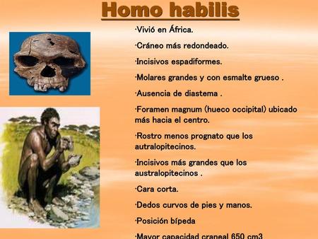 Homo habilis Vivió en África. Cráneo más redondeado.