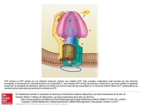 ATP sintasa La ATP sintasa es una máquina molecular giratoria que sintetiza ATP. Este complejo multiproteico está formado por dos dominios principales: