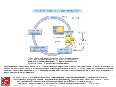 Evolución patológica de la diabetes mellitus tipo 2