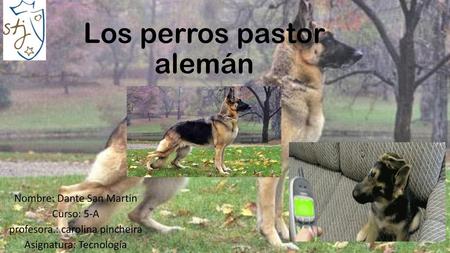 Los perros pastor alemán