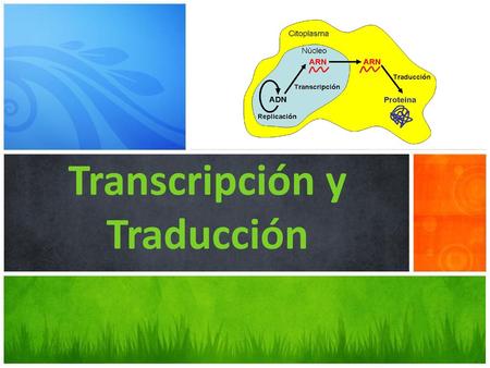 Transcripción y Traducción