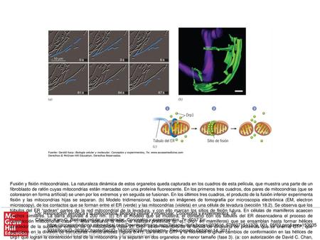 Fusión y fisión mitocondriales