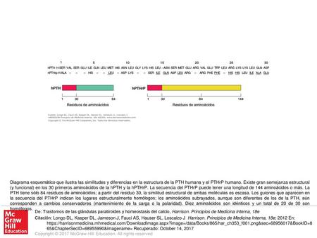 Diagrama esquemático que ilustra las similitudes y diferencias en la estructura de la PTH humana y el PTHrP humano. Existe gran semejanza estructural (y.