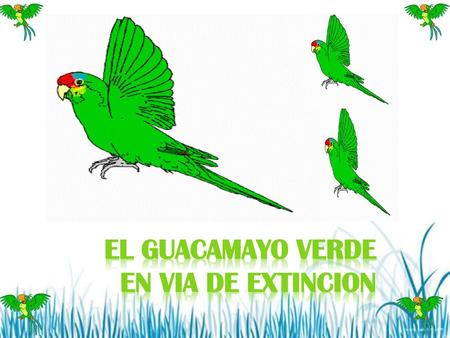 EL GUACAMAYO VERDE EN VIA DE EXTINCION