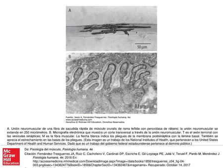A. Unión neuromuscular de una fibra de sacudida rápida de músculo cruralis de rama teñida con peroxidasa de rábano; la unión neuromuscular se extiende.