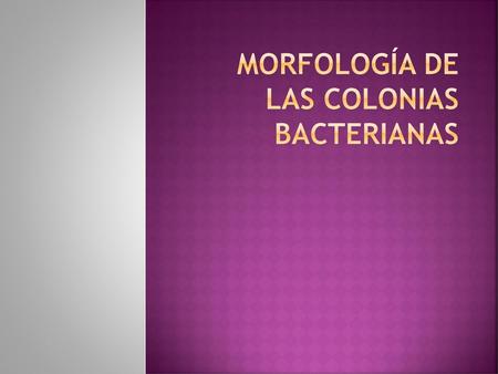 MORFOLOGÍA DE LAS COLONIAS BACTERIANAS