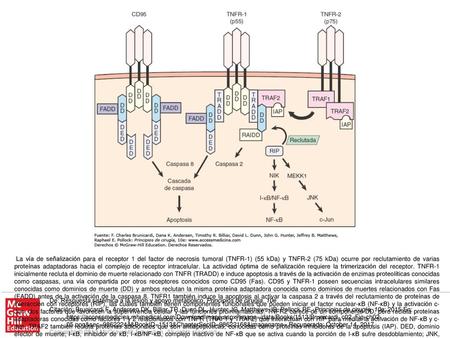 La vía de señalización para el receptor 1 del factor de necrosis tumoral (TNFR-1) (55 kDa) y TNFR-2 (75 kDa) ocurre por reclutamiento de varias proteínas.