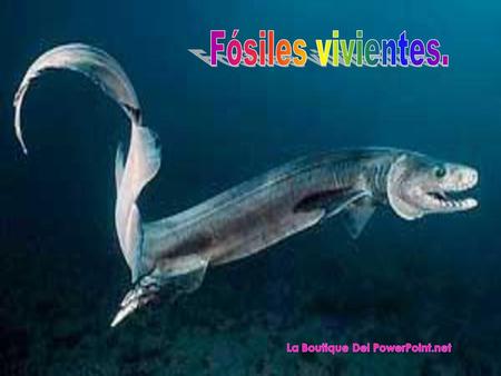 Fósiles vivientes..