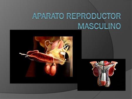 Aparato Reproductor Masculino