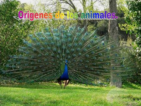 Origenes de los animales.