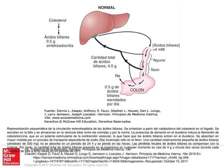 Representación esquemática de la circulación enterohepática de los ácidos biliares. Se sintetizan a partir del catabolismo del colesterol en el hígado.