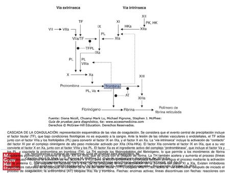 CASCADA DE LA COAGULACIÓN: representación esquemática de las vías de coagulación. Se considera que el evento central de precipitación incluye el factor.