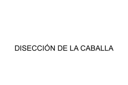 DISECCIÓN DE LA CABALLA