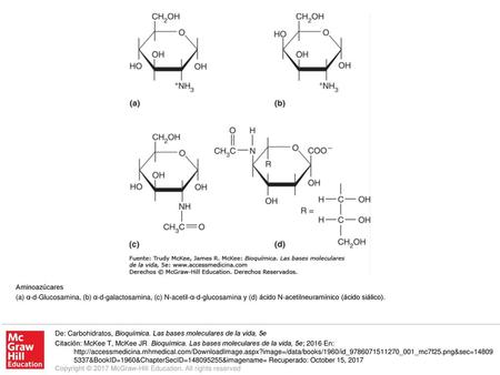 (a) α-d-Glucosamina, (b) α-d-galactosamina, (c) N-acetil-α-d-glucosamina y (d) ácido N-acetilneuramínico (ácido siálico). De: Carbohidratos, Bioquímica.