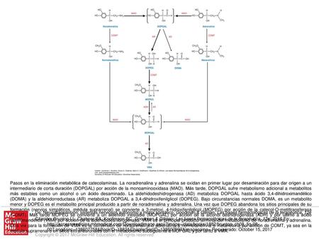 Pasos en la eliminación metabólica de catecolaminas