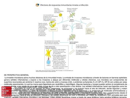 La invasión microbiana activa muchos efectores de la inmunidad innata