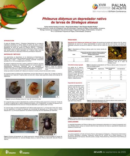 Phileurus didymus un depredador nativo de larvas de Strategus aloeus