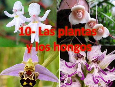 10- Las plantas y los hongos.