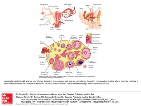 Anatomía funcional del aparato reproductor femenino