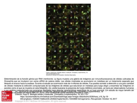 Determinación de la función génica por RNA interferente