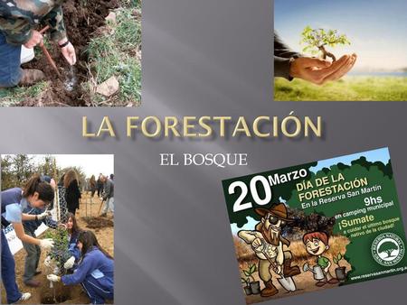 LA FORESTACIóN EL BOSQUE.