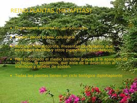 REINO PLANTAS (METAFITAS)