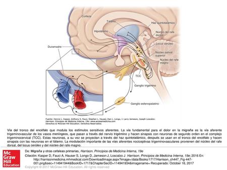 Vía del tronco del encéfalo que modula los estímulos sensitivos aferentes. La vía fundamental para el dolor en la migraña es la vía aferente trigeminovascular.