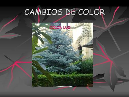 CAMBIOS DE COLOR COLOR LUZ.
