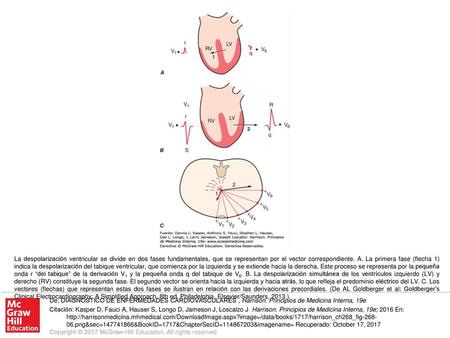 La despolarización ventricular se divide en dos fases fundamentales, que se representan por el vector correspondiente. A. La primera fase (flecha 1) indica.
