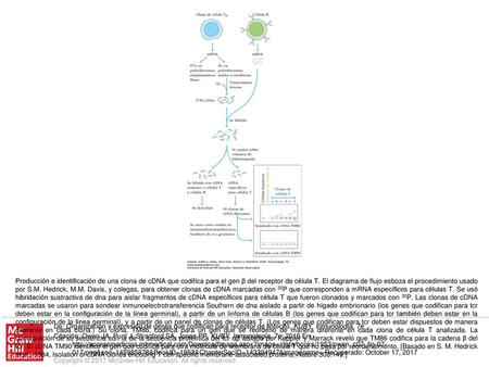 Producción e identificación de una clona de cDNA que codifica para el gen β del receptor de célula T. El diagrama de flujo esboza el procedimiento usado.