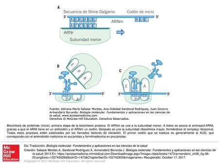 Biosíntesis de proteínas (inicio): primera etapa de la biosíntesis proteica. El ARNm se une a la subunidad menor. A éstos se asocia el aminoacil-ARNt,