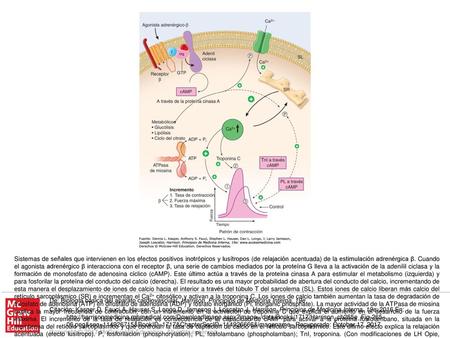 Sistemas de señales que intervienen en los efectos positivos inotrópicos y lusítropos (de relajación acentuada) de la estimulación adrenérgica β. Cuando.