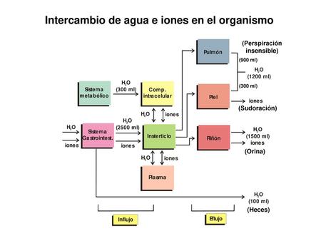 Intercambio de agua e iones en el organismo