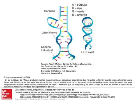 En las moléculas de RNA se producen muchos tipos diferentes de estructuras secundarias. Las horquillas se forman cuando existen al menos cuatro bases que.