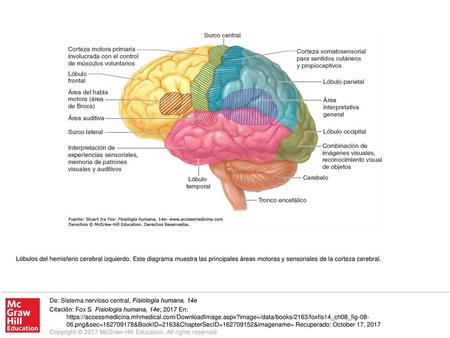 Lóbulos del hemisferio cerebral izquierdo